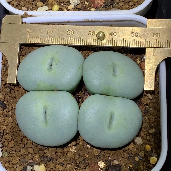 精品多肉植物超级大饼