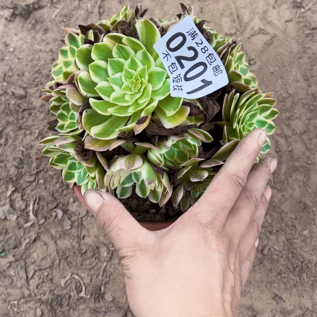 0201海王多肉植物法师