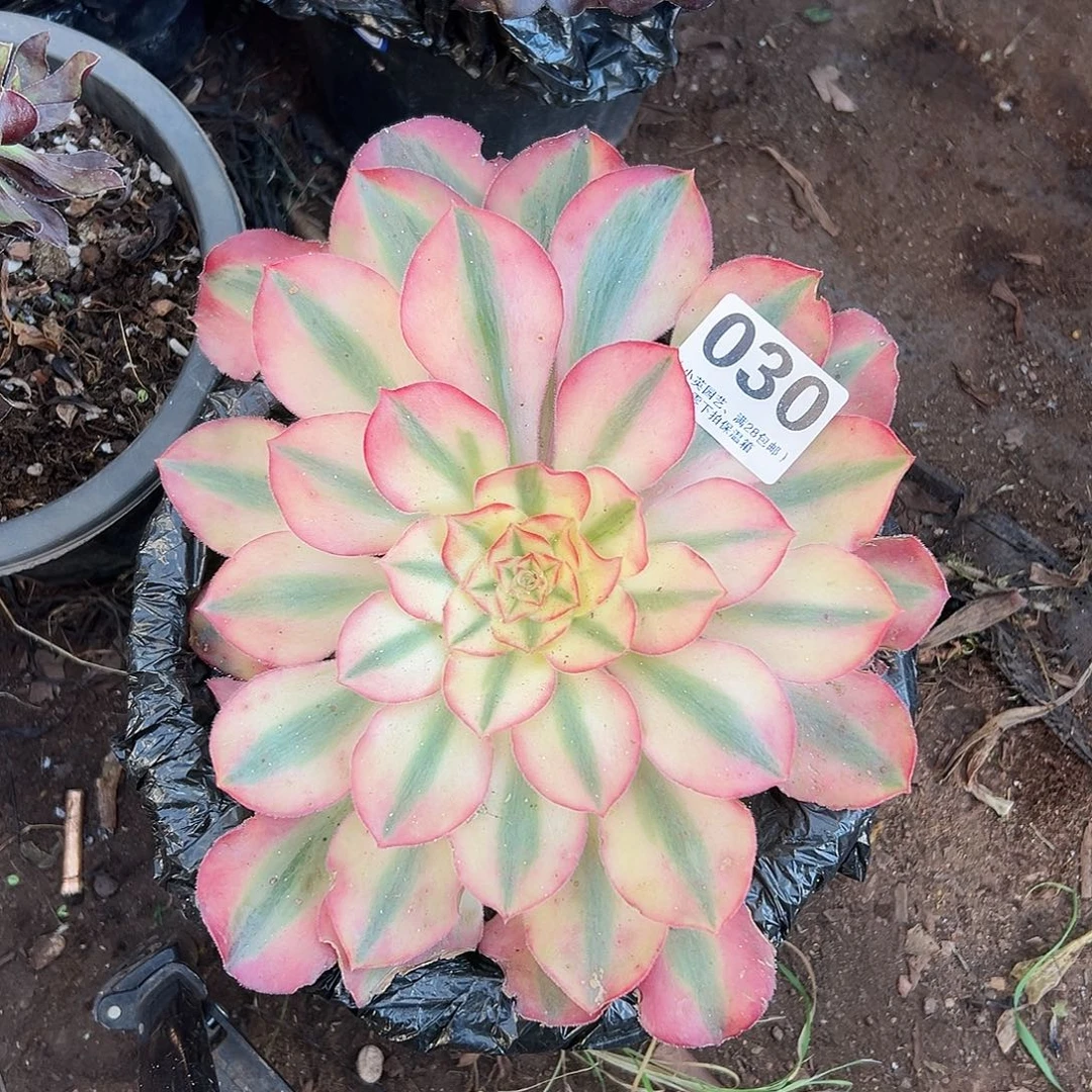爱丽丝030多肉植物多肉植物