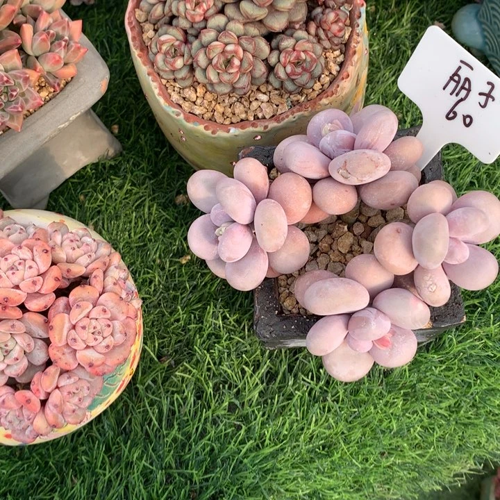 大叶奶好看寄养1111