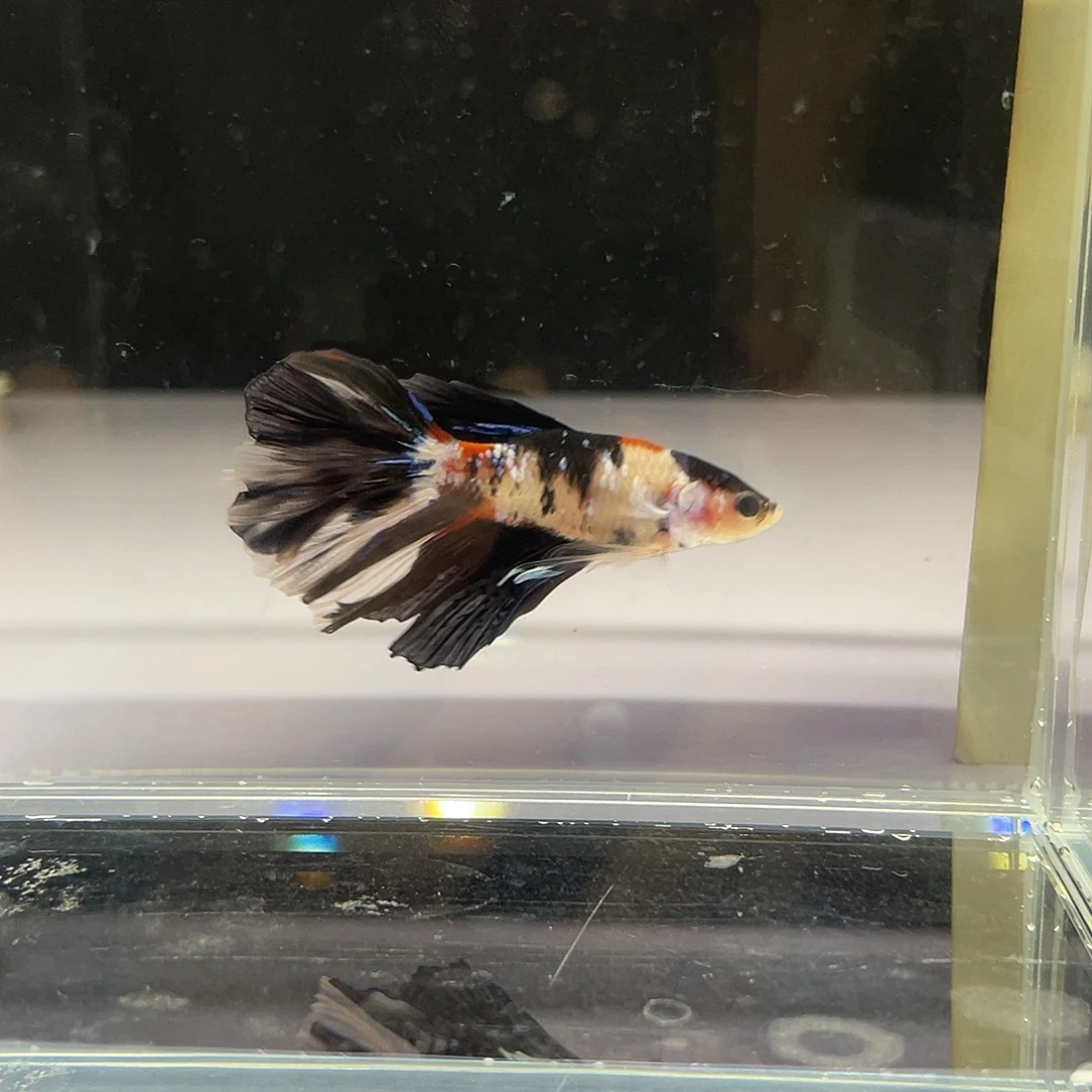 斗鱼鲲鹏斗鱼koi半月