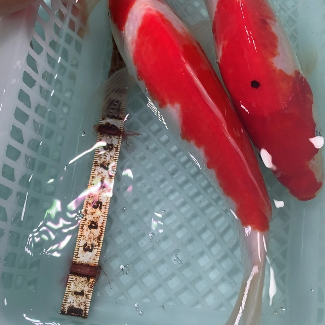 锦鲤冷水锦鲤包邮