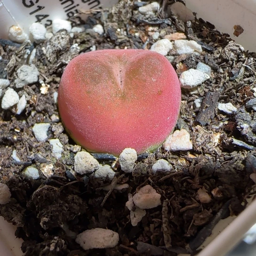 肉锥多肉植物组合-143 0.505、1198