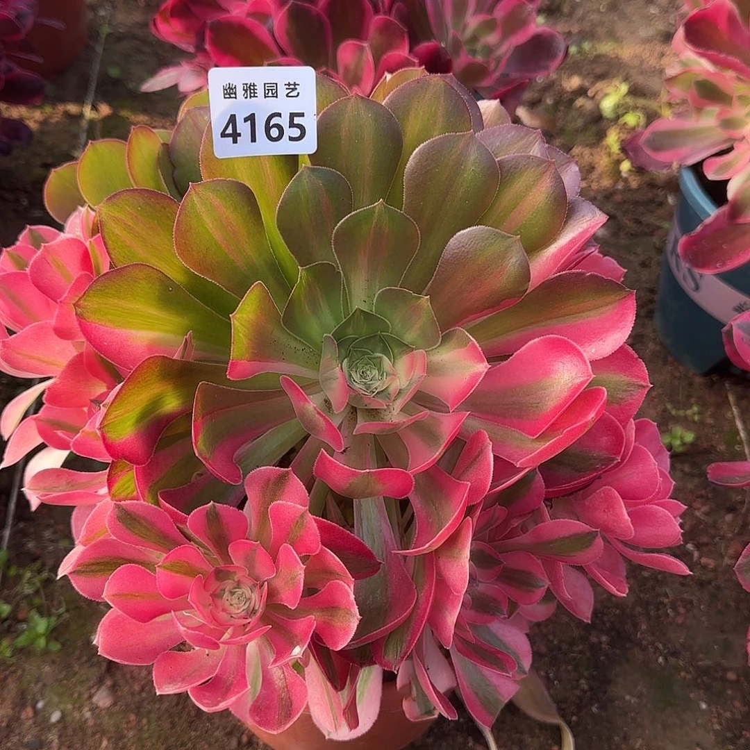 朵*多肉植物粉女郎中班头4165