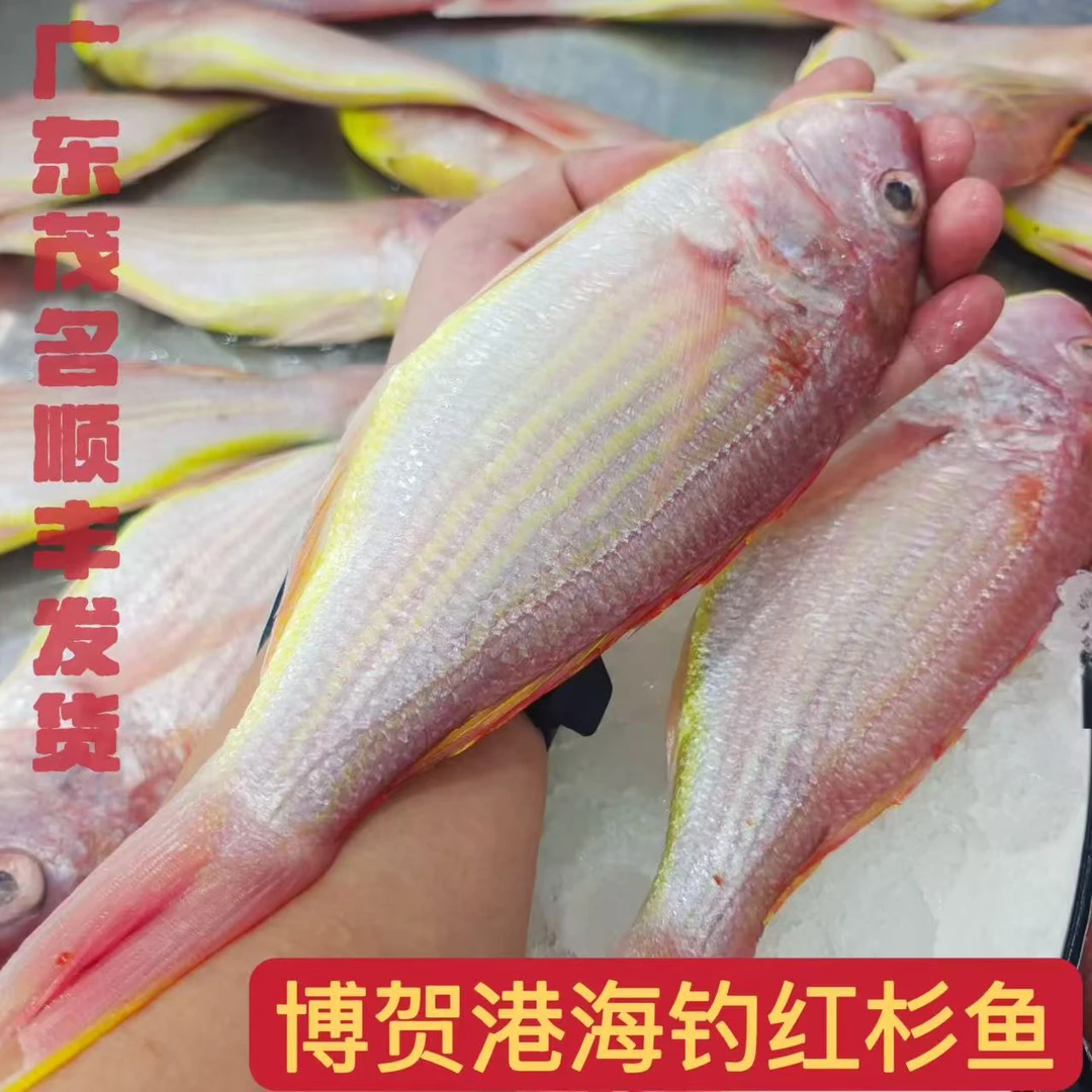 2-3条/斤 野生海钓新鲜红杉鱼5斤 速冻锁鲜顺丰发货 博贺港