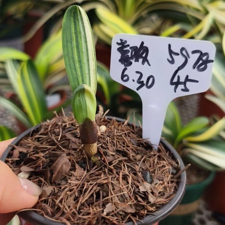 用***8当前无花栽培后可以开花立板毛油--45