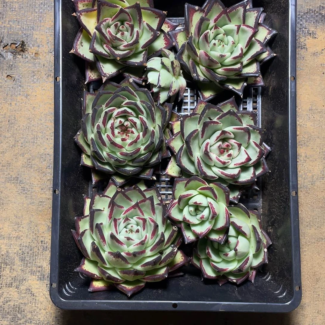 若如东云组拍688