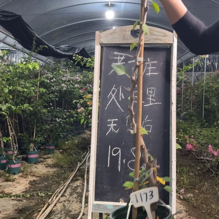 无花朵三角梅三角梅1173
