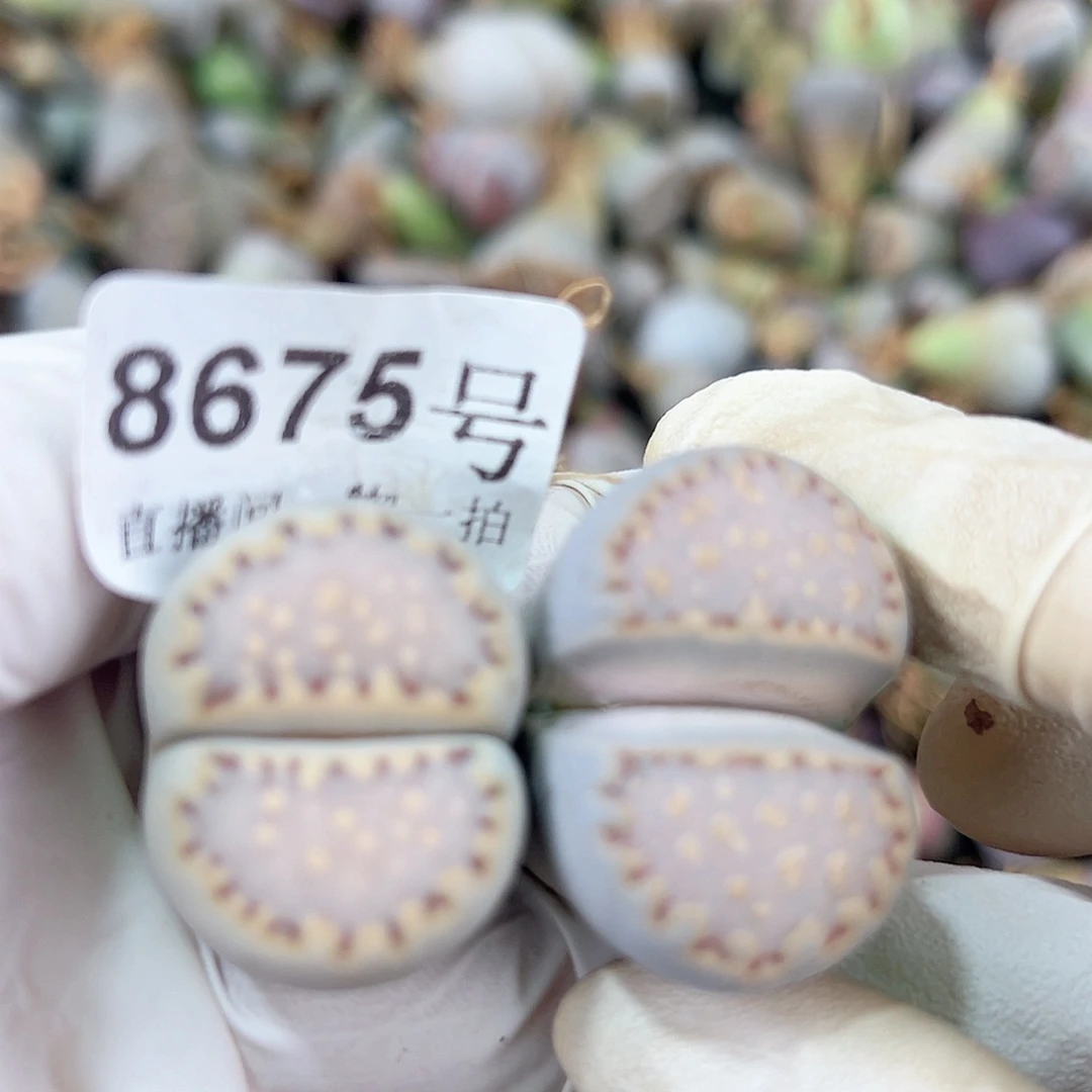 8675五年超级大饼干两颗2.5-3cm优选