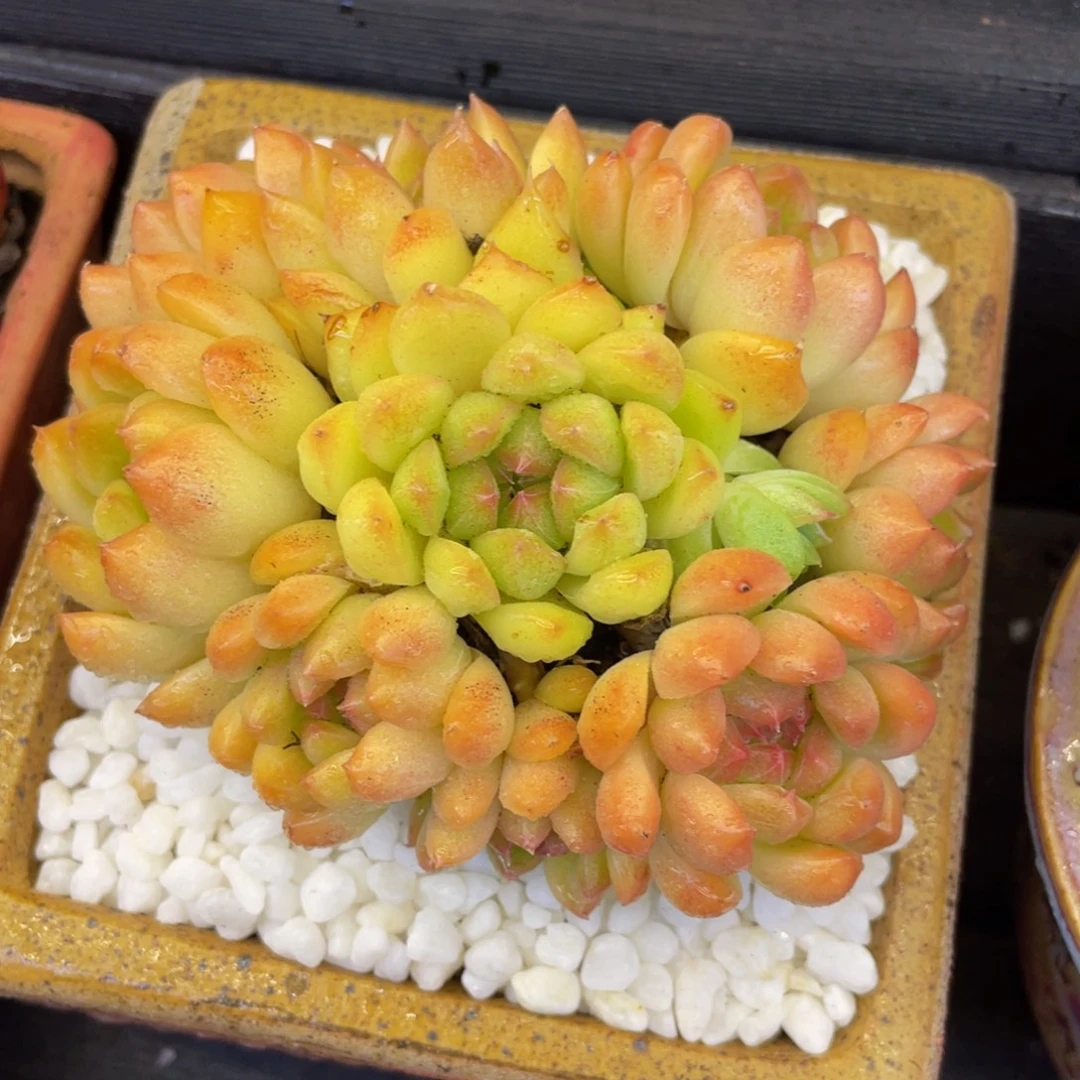 多肉植物盆栽多肉