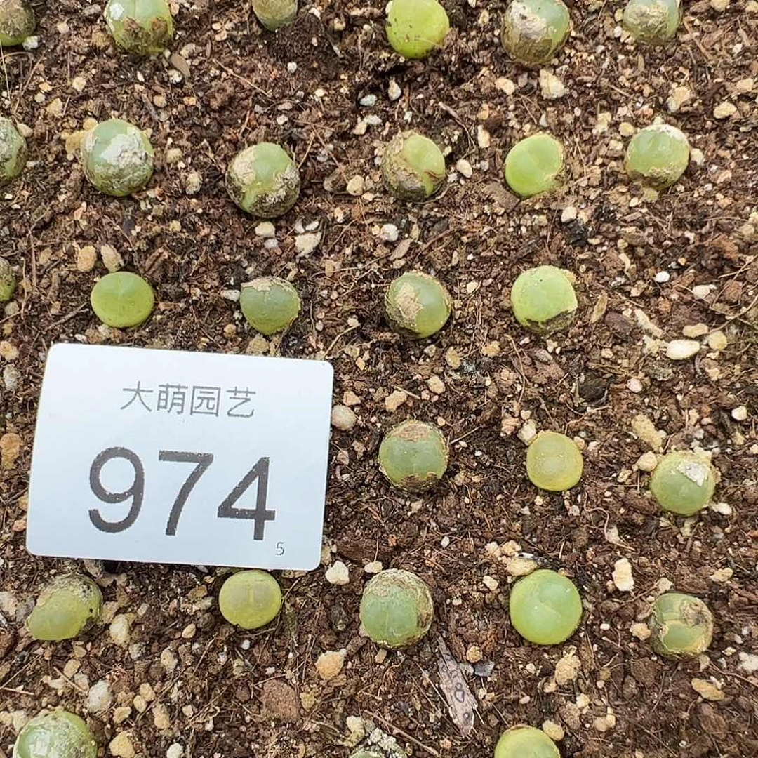 0000974量拍3年日系红皮拉登1颗尺寸0.9上下