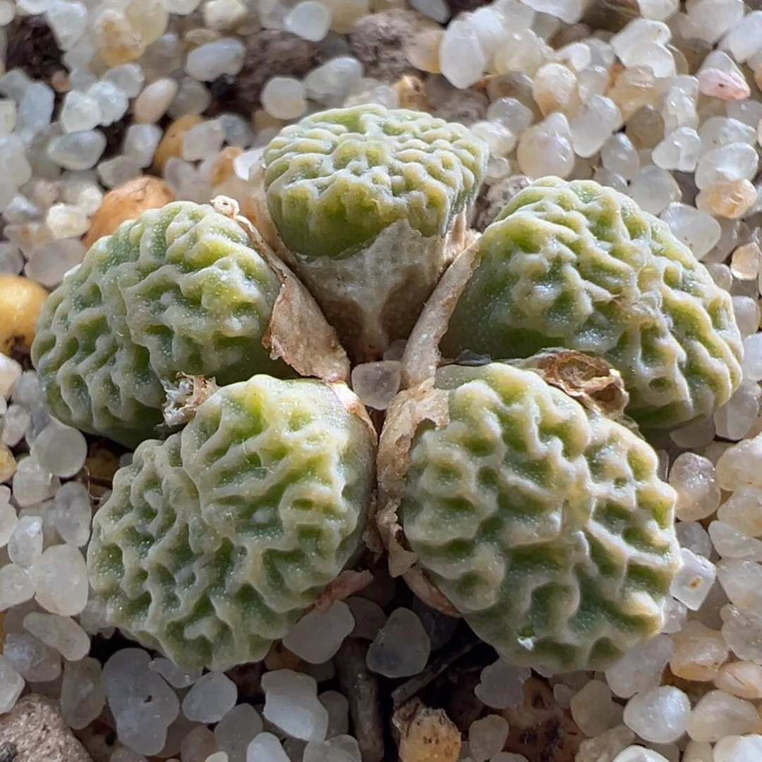 523。青蛙优选DT7778超烧母本群