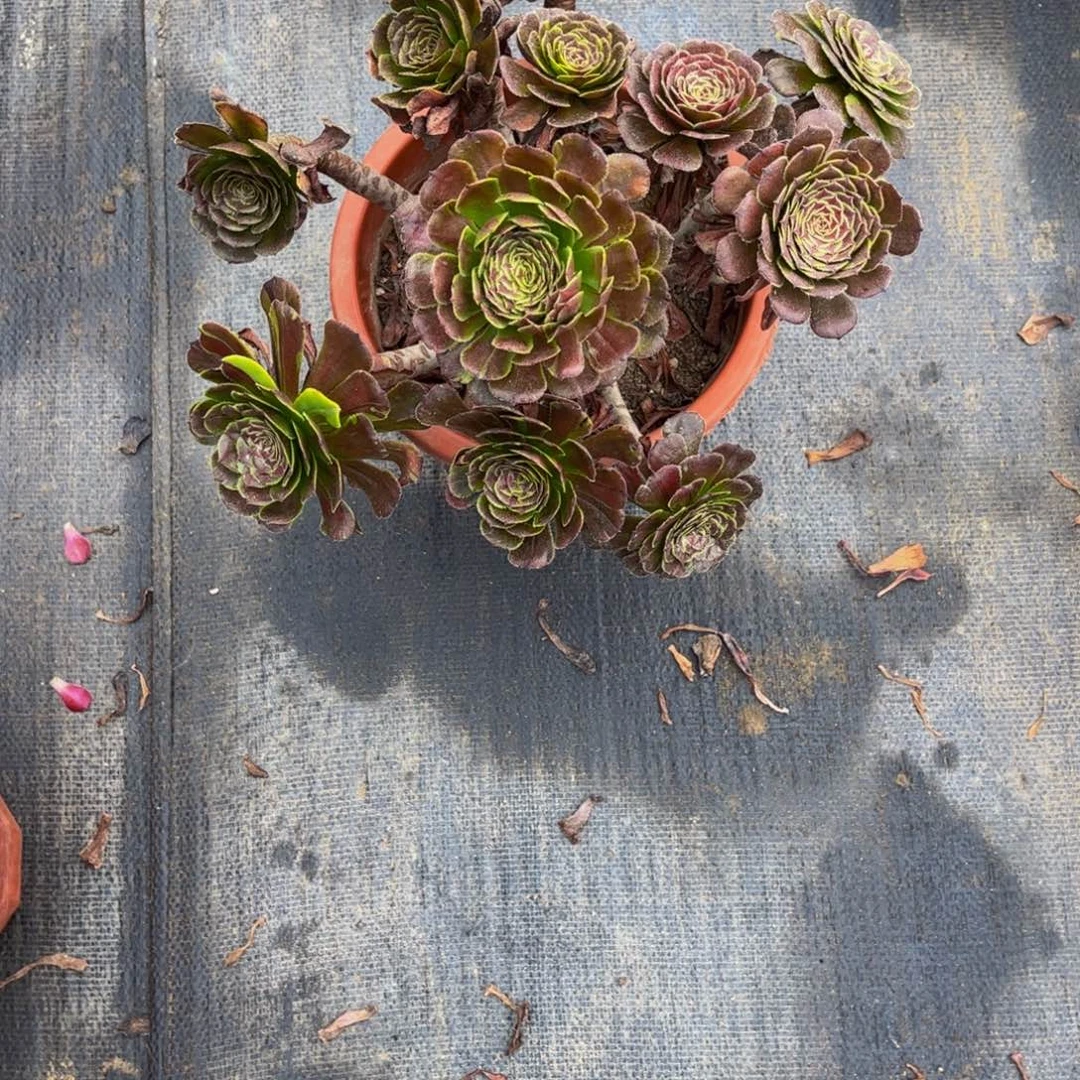 Q***Y多肉植物黑暗骑士法师