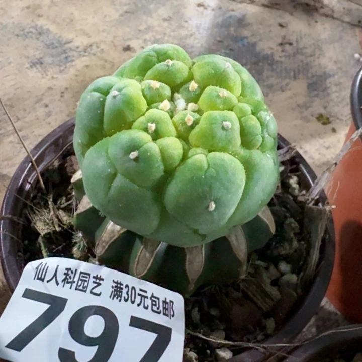 797五棱大皱油仙仙人球