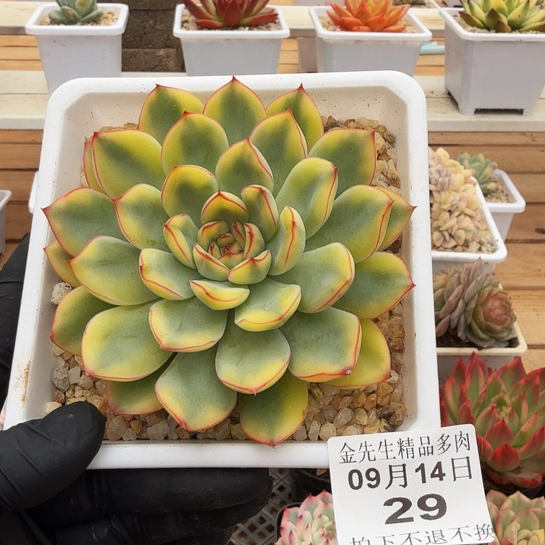 0914-29荷花黄锦单头