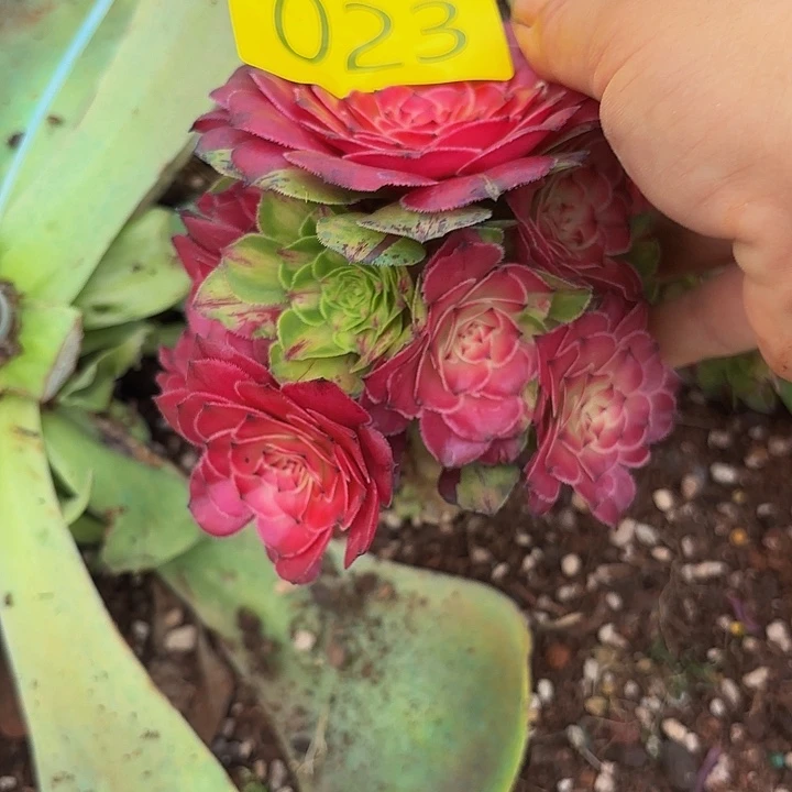 多肉植物福利活动023