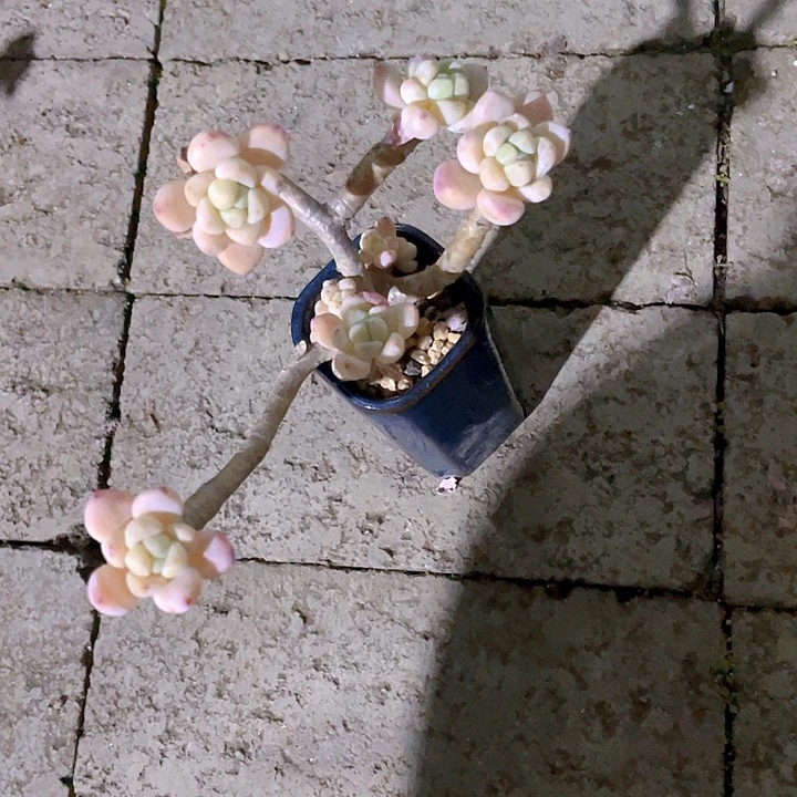 多肉植物多肉植物