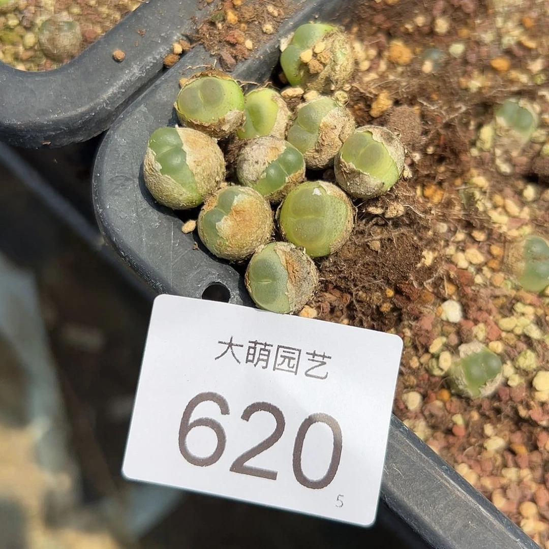 咚****0000620一物一拍10颗拉登