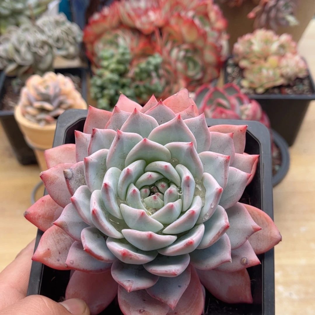 【闪购商品】080粉蓝鸟