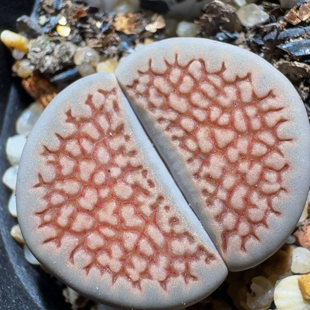 zzzz生石花钱肉锥1501