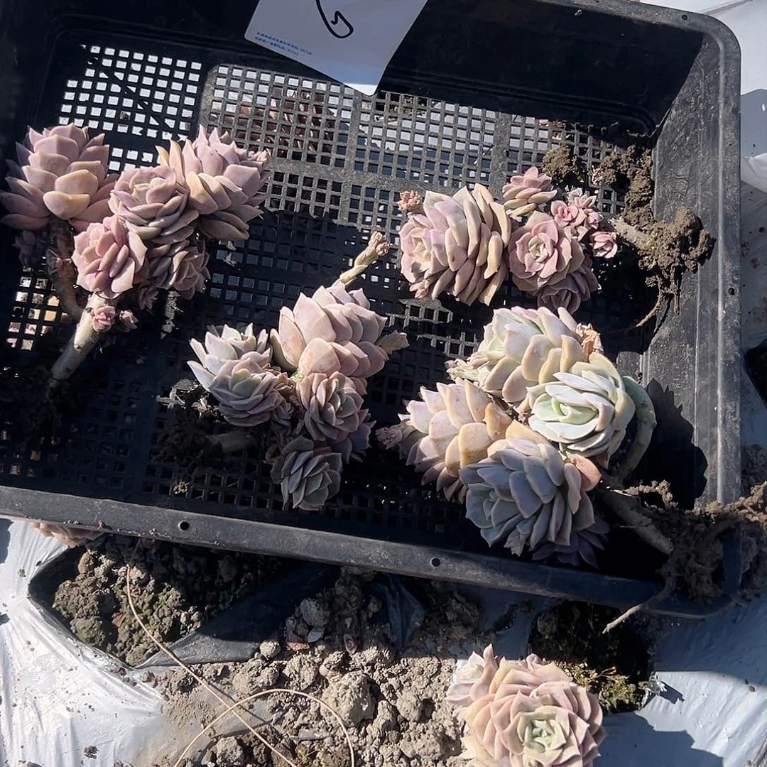 巨****6号可爱玫瑰4颗