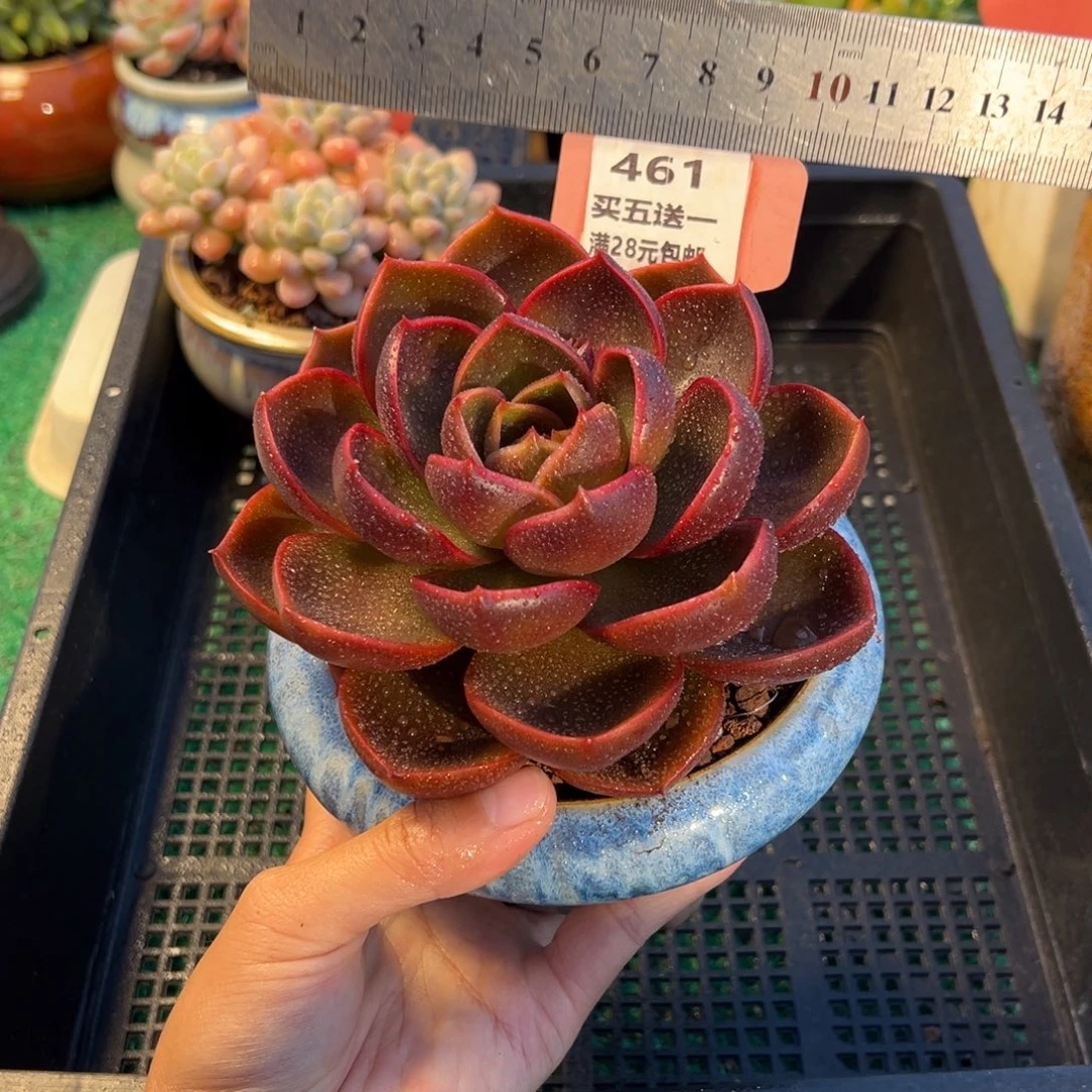 表妹精品多肉植物461.