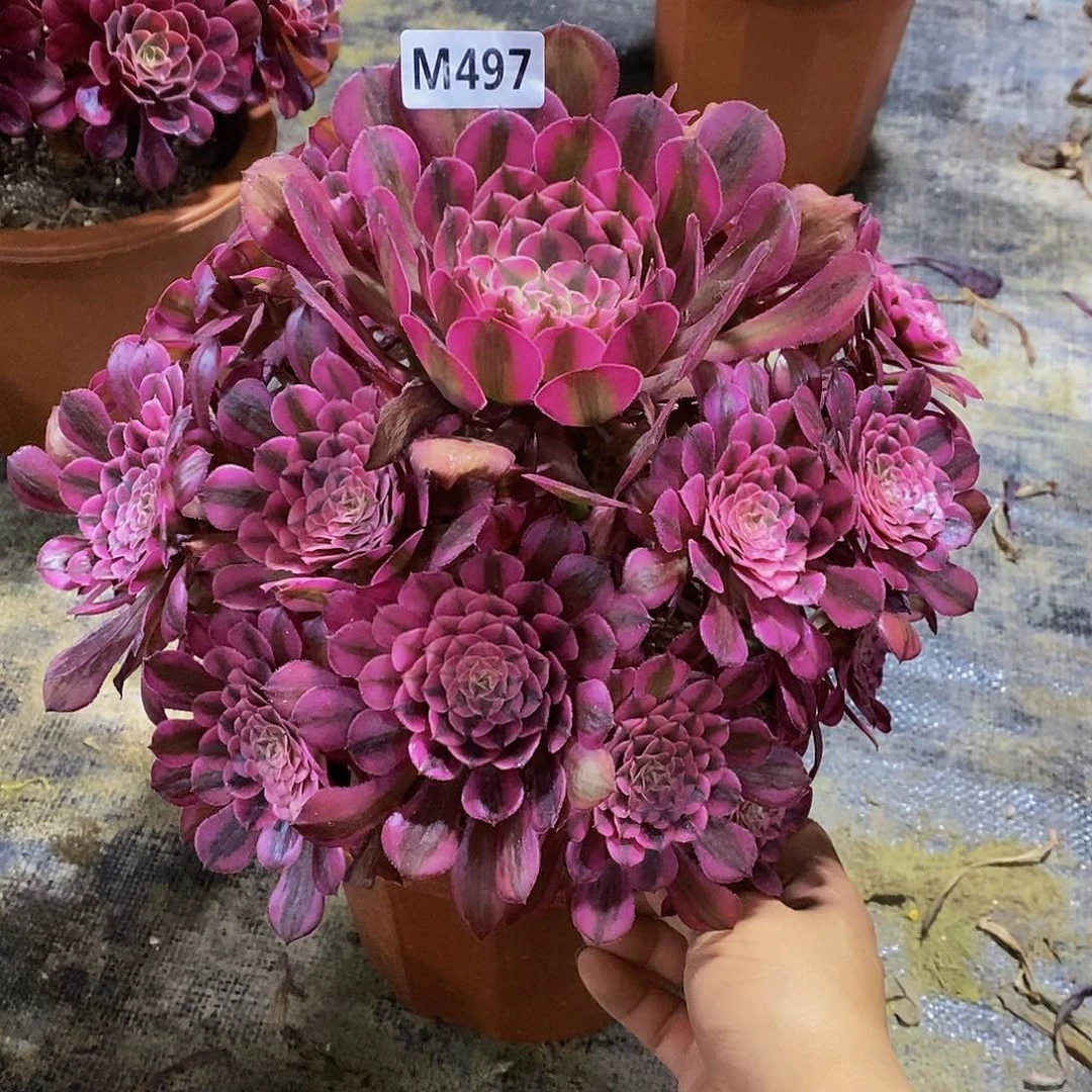 梅*497红铜白555555555