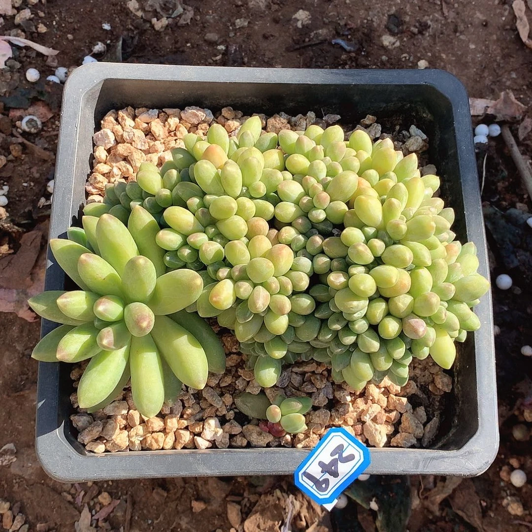 249千代田一物一拍多肉