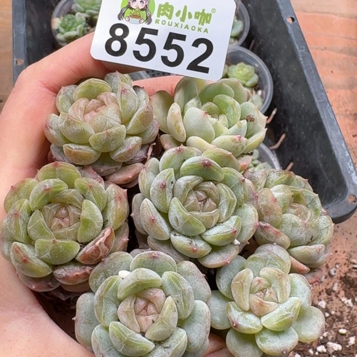 当前无花朵，栽培后可花朵多肉植物多肉植物
