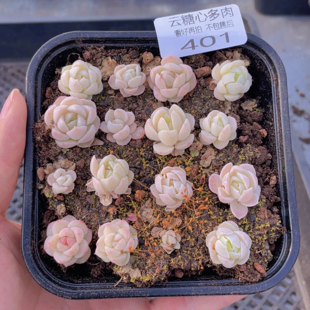 云糖心多肉植物401
