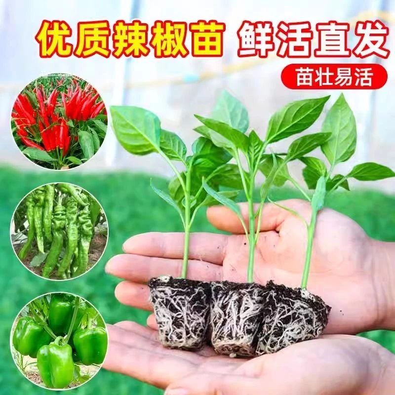 【高产辣椒苗】朝天椒螺丝椒小米椒苗秧苗基地带土直发四季地栽盆栽