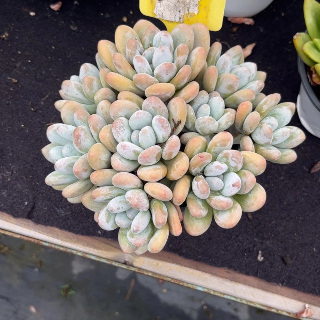 欣***妈多肉植物1111111111