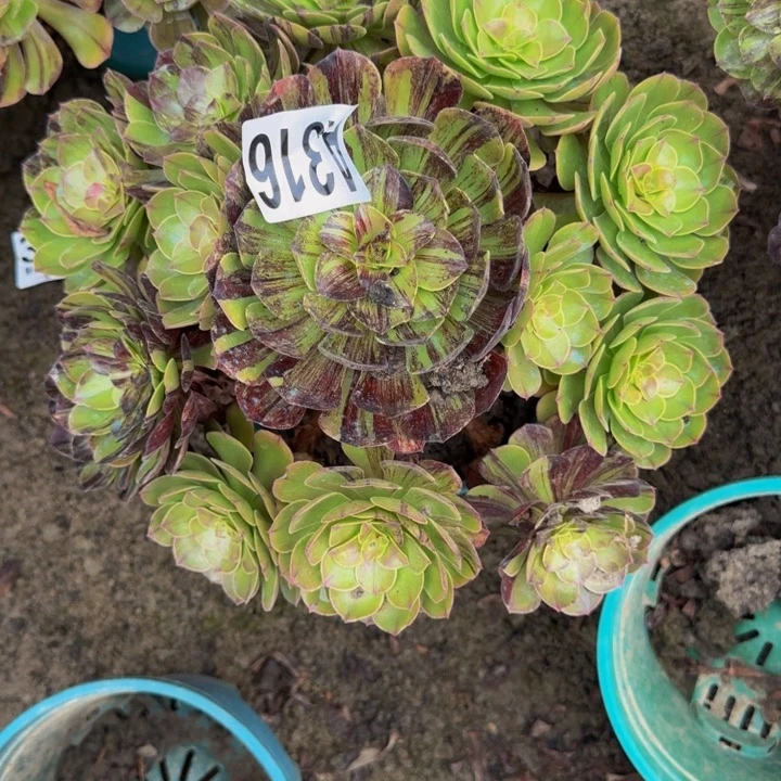 默然花25-31包邮花花