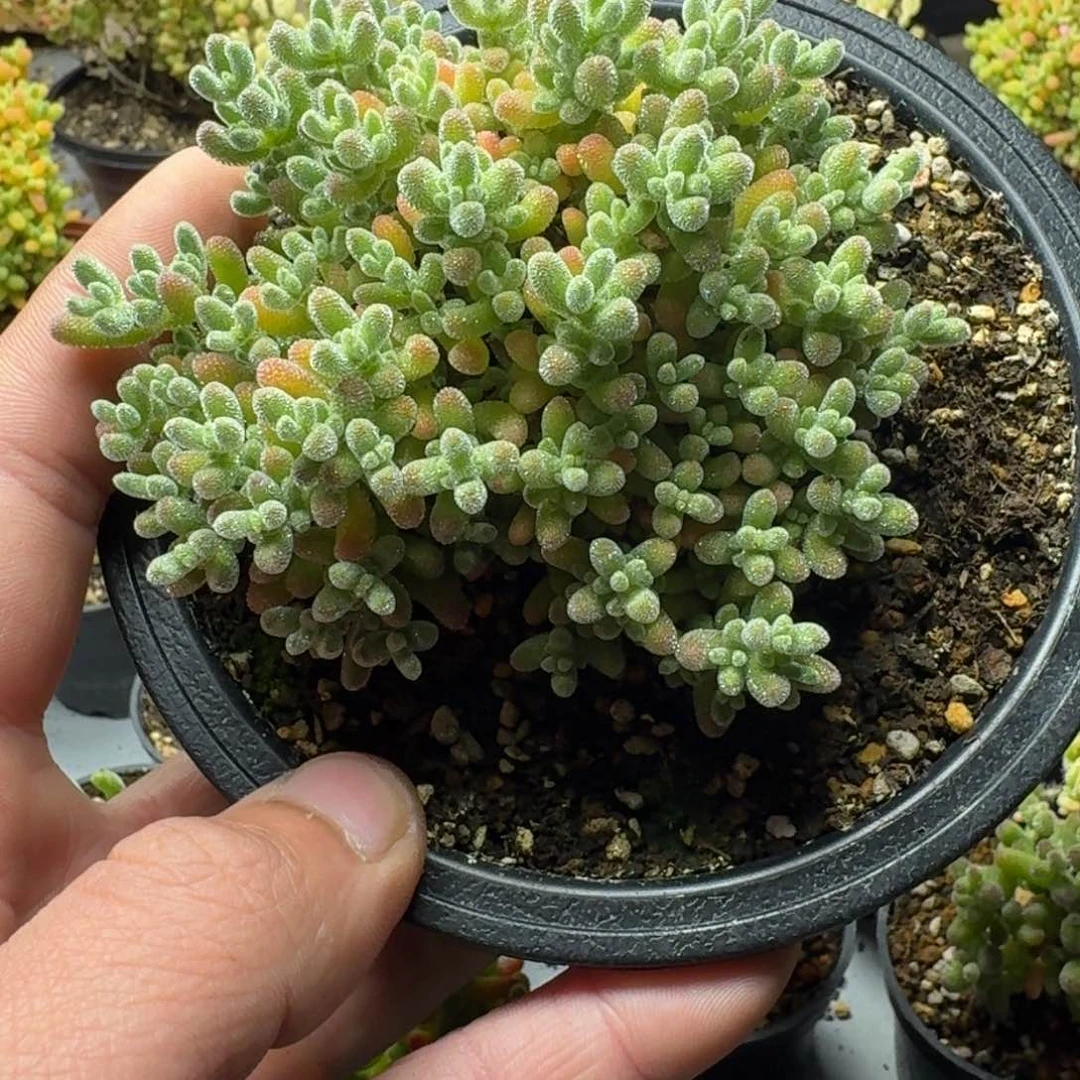 七**雨冰晶 多肉植物枝干