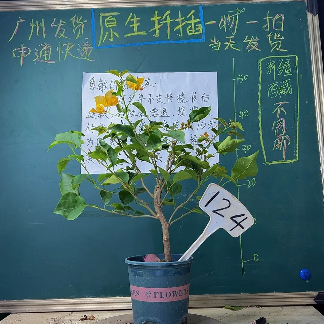 当前无花栽培后可以开花柠檬黄124