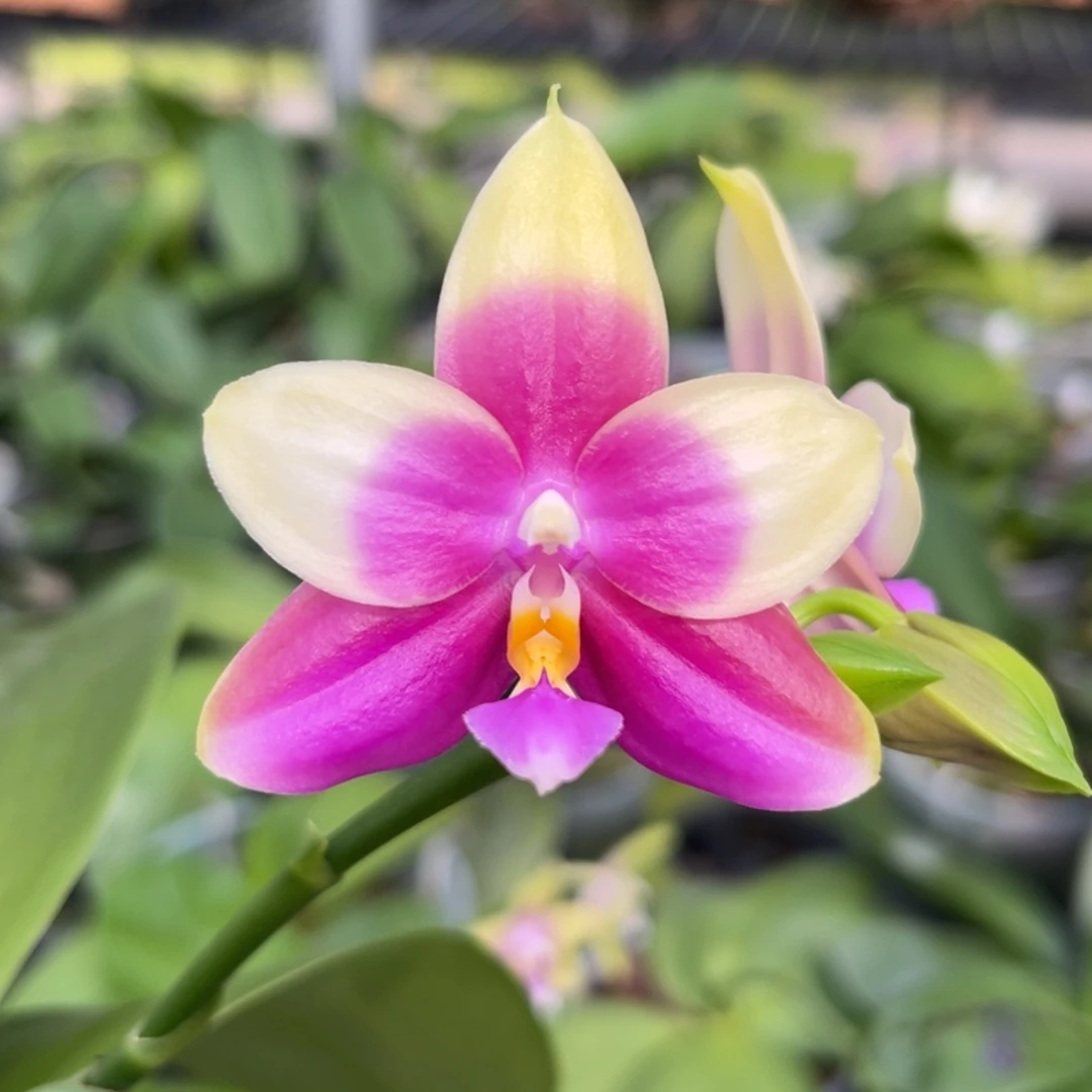 完全开放10号415开花株