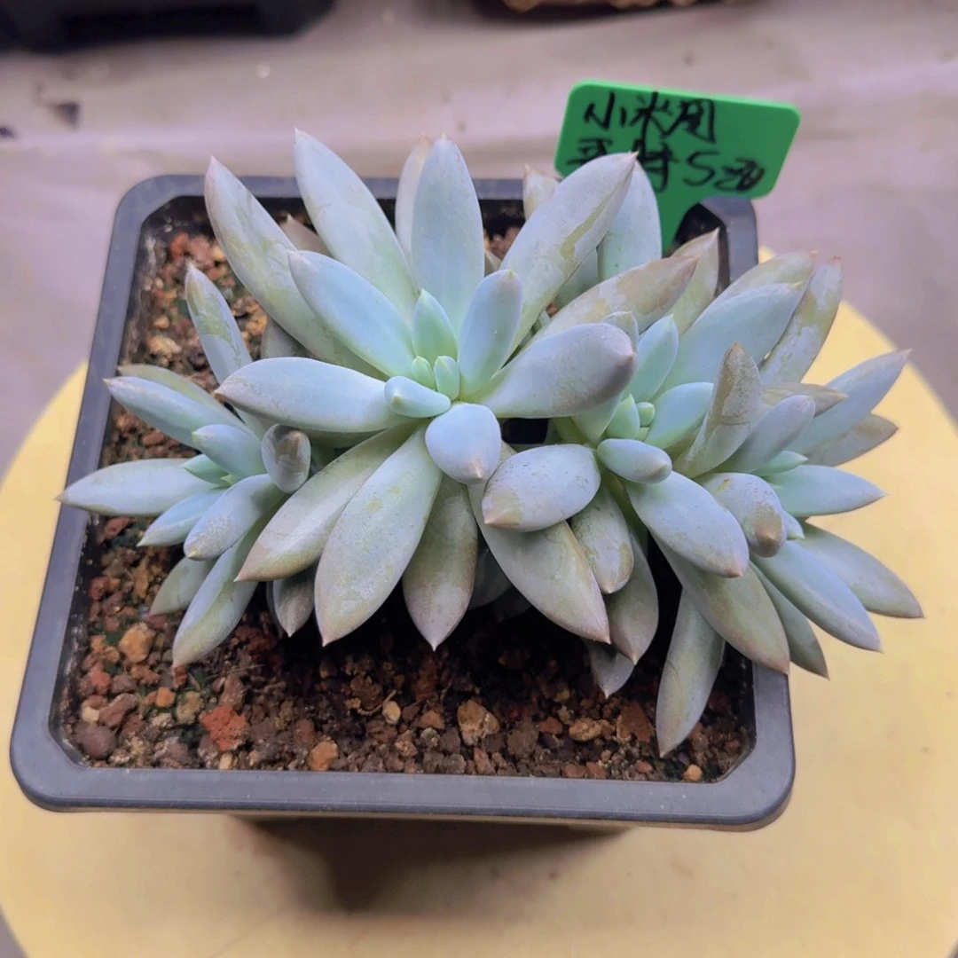 小**周哥特萝莉多肉植物 000