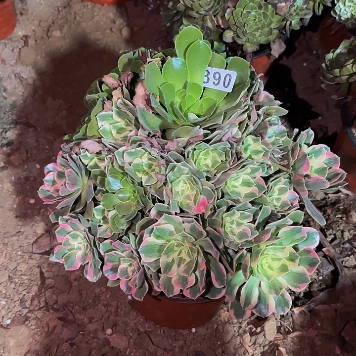 890妖月多肉植物不售后