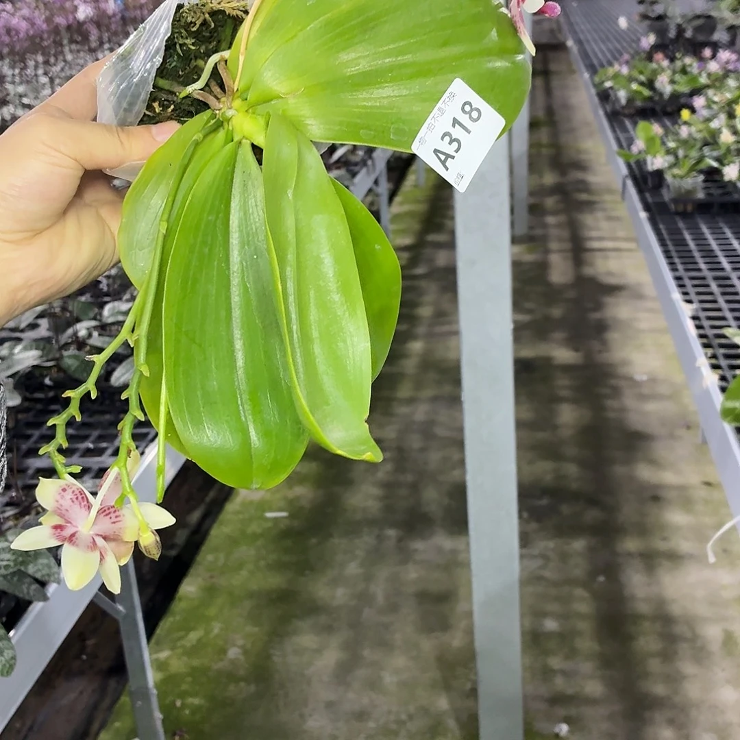 当前无花栽培后可以开花A318三寸小锦鲤