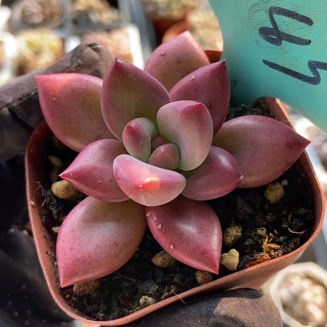 C****a1083赫菲多肉植物保护