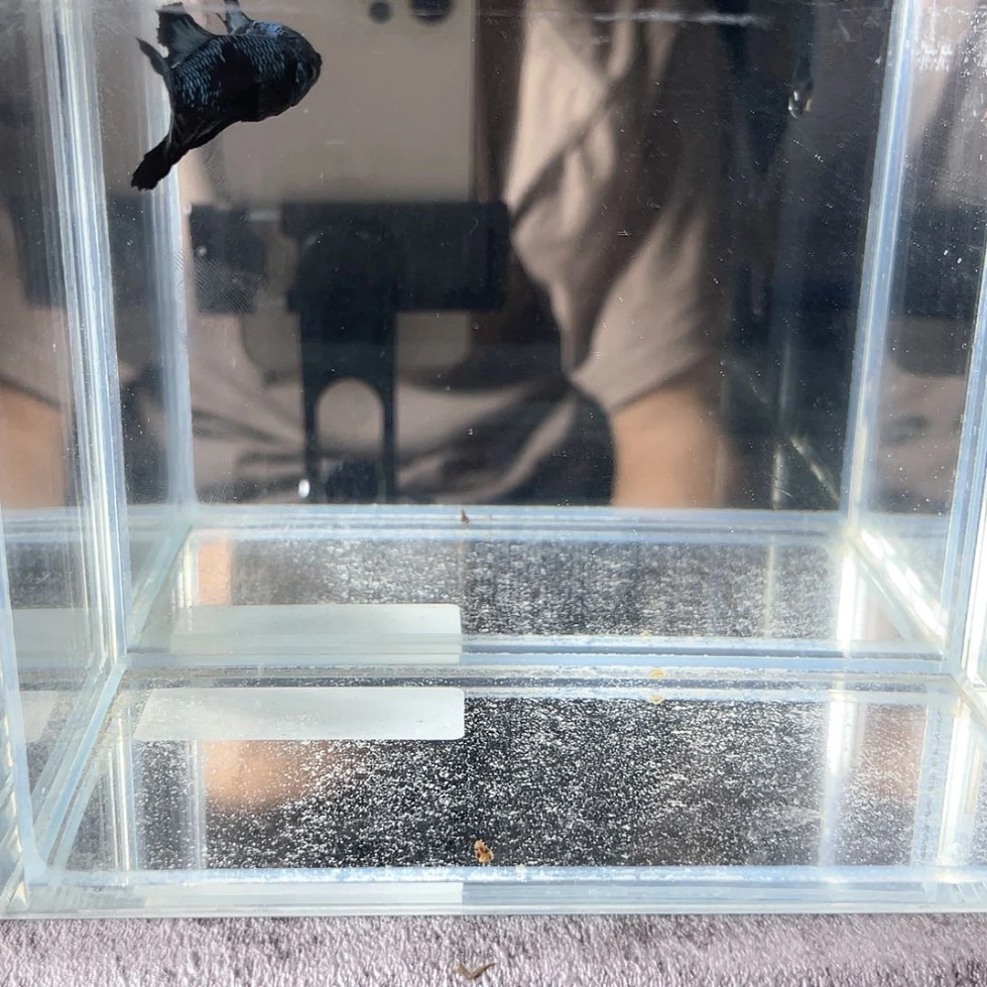 斗鱼不包邮首单补10运18