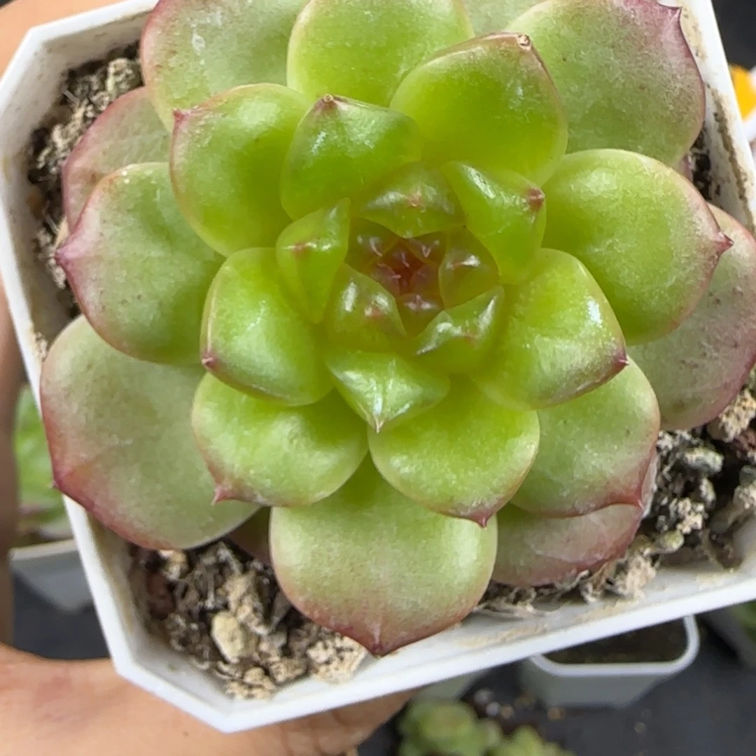 34东篱下多肉植物哈哈哈