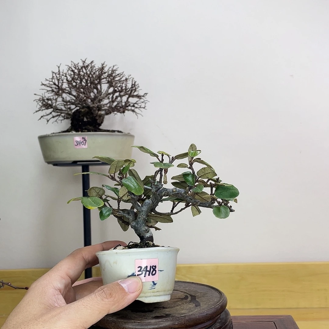 木本ㅤ****ㅤ胡秃子盆景盆栽