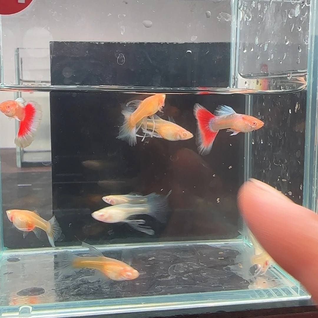 孔雀鱼蓝白3公7母 34号