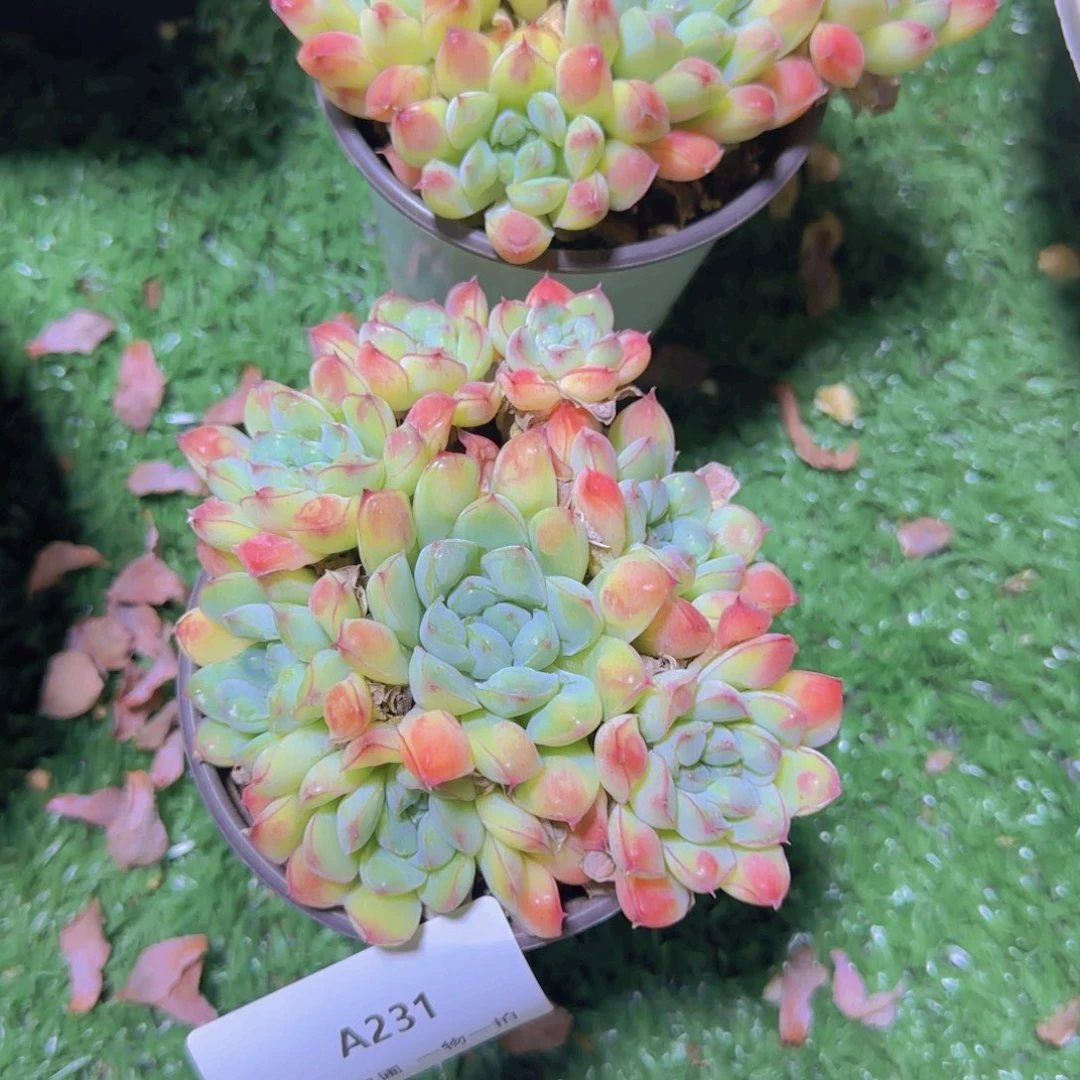 成***长A231安比滴