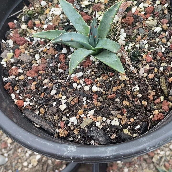 ?**油龙舌兰绿植物