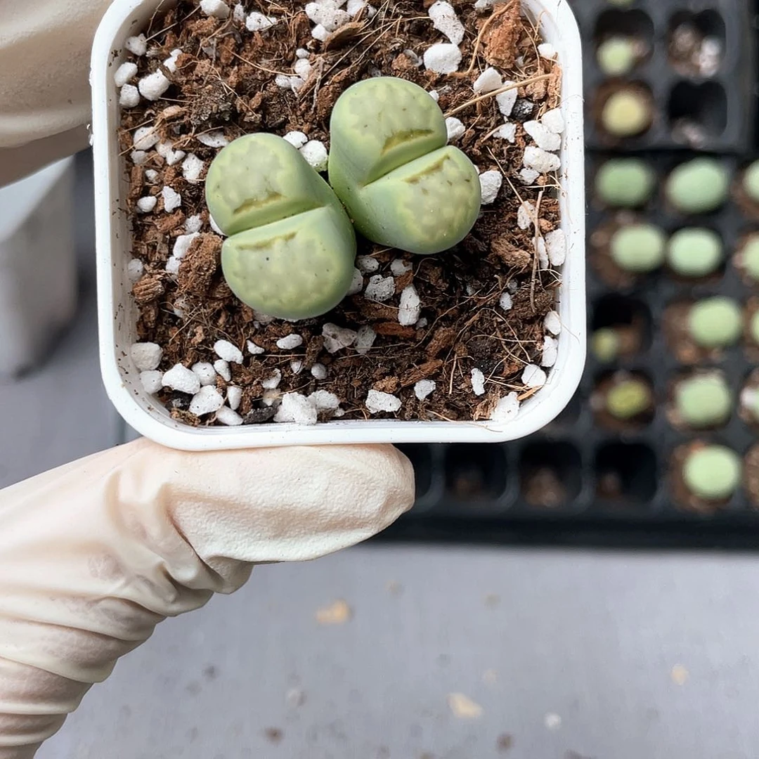 7565大棚清仓甩卖了