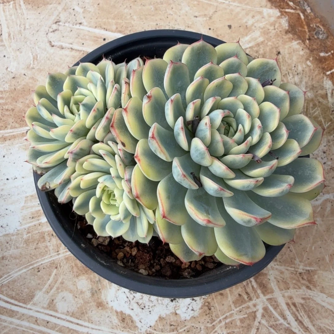 几莲锦腹轮锦一刻