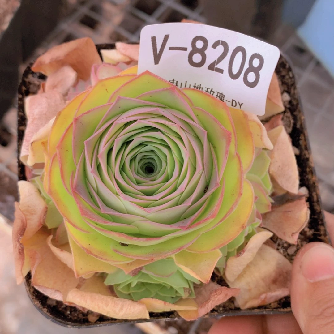 8208美妮v g g g vvv