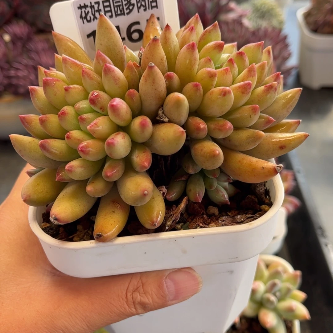 1465 天冷地区必拍保温箱